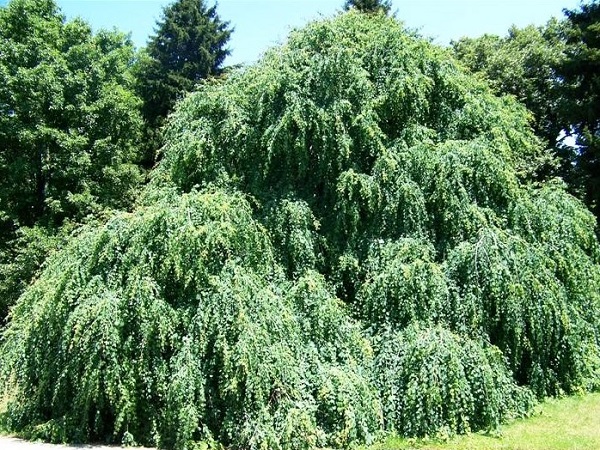 Puošmedis japoninis ,Pendulum' (lot. Cercidiphyllum japonicum) -c10 Puošmedis japoninis ,Pendulum' (lot. Cercidiphyllum japonicum) -c10